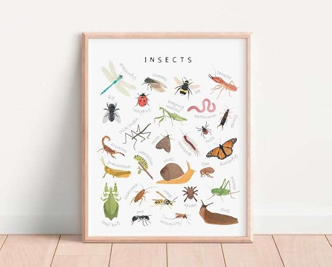 OZCONO Educational Insects Poster, Bugs Learning Chart Kids, Classroom Wall Decor Art, Montessori Homeschool Aid (Unframed) (12x18)