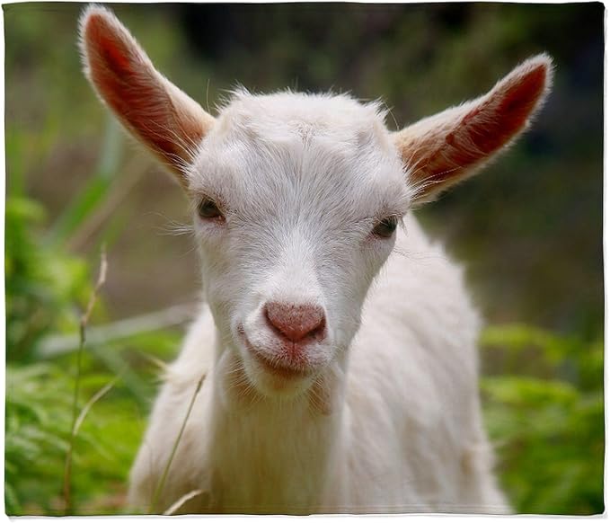 CafePress Baby Goat Throw Blanket Super Soft Fleece Plush Throw Blanket, 60"x50"