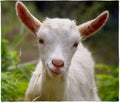 CafePress Baby Goat Throw Blanket Super Soft Fleece Plush Throw Blanket, 60"x50"