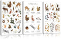 3Pcs Animal Alphabet Numbers Canvas Wall Art Classroom Nursery Painting Educational ABC Poster Prints Kids Playroom Picture Positive Affirmations Animal Wall Decor for Boy Girl Room 16x24in Framed