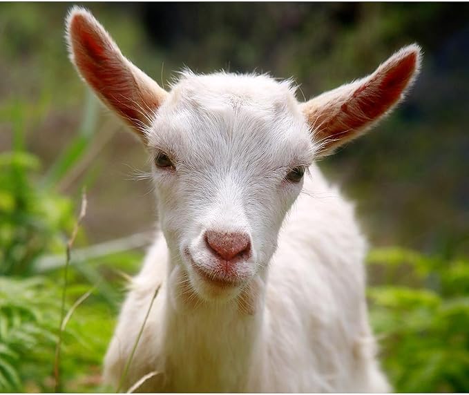 CafePress Baby Goat Throw Blanket Super Soft Fleece Plush Throw Blanket, 60"x50"