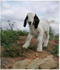 CafePress Kid Goat On Hill Throw Blanket Super Soft Fleece Plush Throw Blanket, 60"x50"