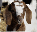 CafePress Cute Kid Goat Throw Blanket Super Soft Fleece Plush Throw Blanket, 60"x50"