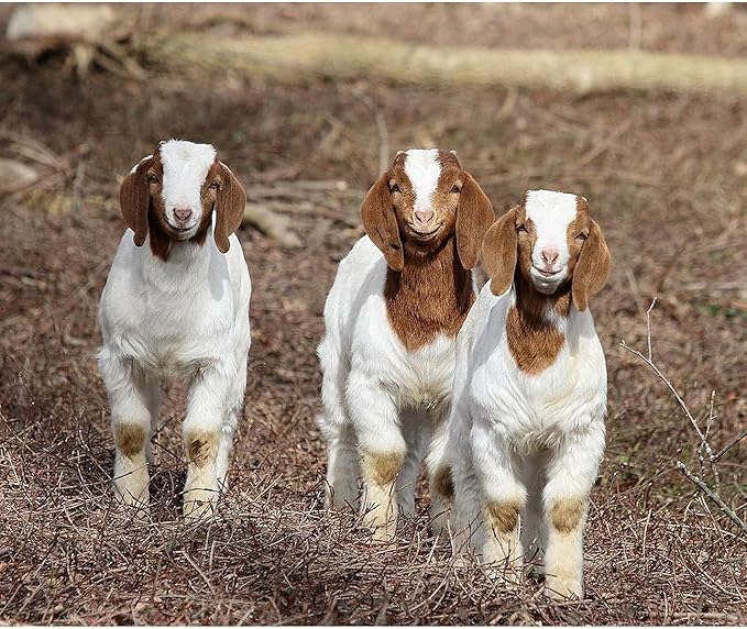 CafePress Smiling Goats Throw Blanket Super Soft Fleece Plush Throw Blanket, 60"x50"