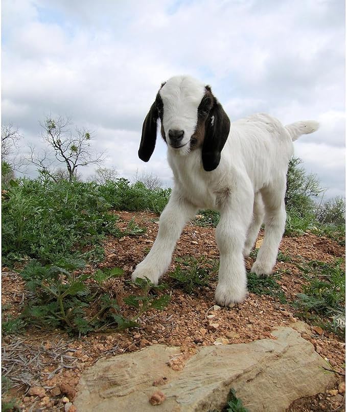 CafePress Kid Goat On Hill Throw Blanket Super Soft Fleece Plush Throw Blanket, 60"x50"