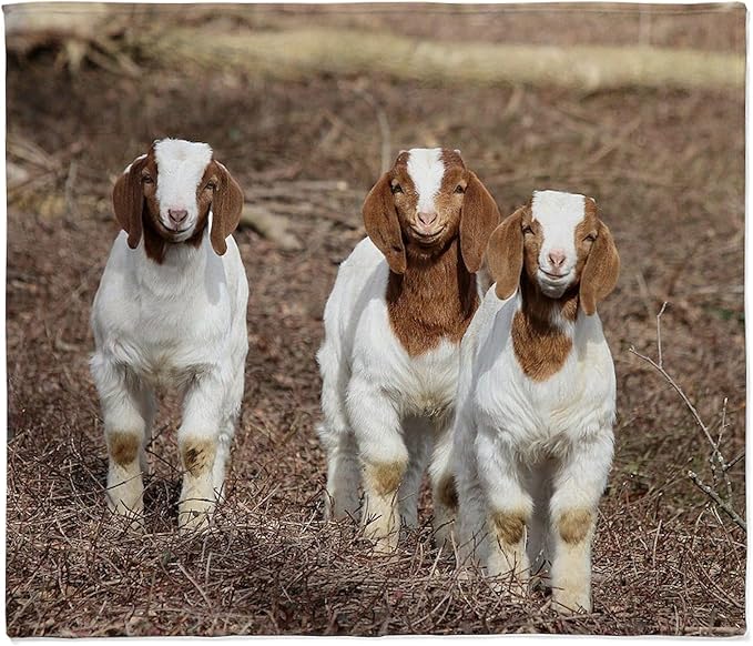 CafePress Smiling Goats Throw Blanket Super Soft Fleece Plush Throw Blanket, 60"x50"