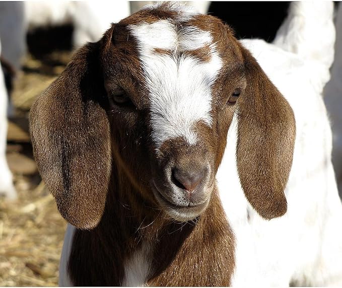 CafePress Cute Kid Goat Throw Blanket Super Soft Fleece Plush Throw Blanket, 60"x50"