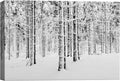 SIGNWIN Canvas Wall Art Winter Snow Covered Birch Trees on The Hillside Nature Forest Modern Art Traditional Scenic Dramatic Black and White for Living Room, Bedroom, Office - 12x18 inches