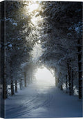 SIGNWIN Canvas Wall Art Woodland Nursery Decor Winter Trees Cool Dramatic Forest Multicolor Nature Photography Rustic - 16x24 inches
